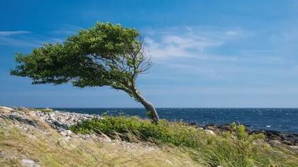 Las plantas se ajustan a las condiciones en las que crecen