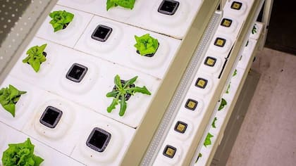 "Las plantas se cultivan en sustratos, lo que permite un mayor control del suministro de nutrientes y posibilita la reutilización casi total del agua de riego", señala Vieira.