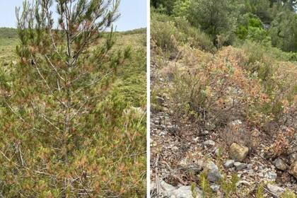 Las plantas se secan durante olas de calor, como vemos en las jaras (derecha) o pinos (izquierda)