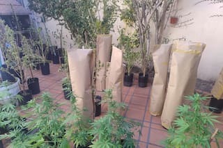 Lo atraparon cuando quiso robar marihuana y reveló un vivero ilegal cuyo dueño sigue sin ser identificado