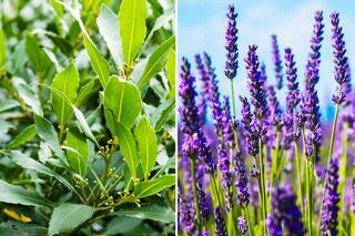 Estas son las plantas que hay que tener en casa para ahuyentar a las cucarachas
