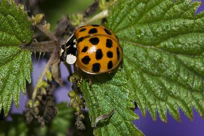 Las plantas tiene la capacidad de comunicarse con los insectos.