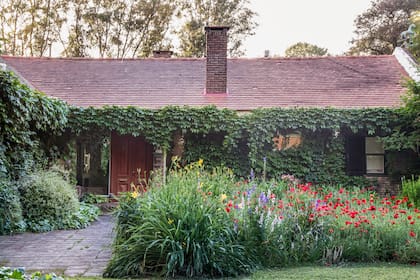 Las plantas trepadora como la Ampelopsis tienen mecanismos de crecimiento que les permiten adherirse a superficies y crecer sin necesidad de apoyo directo