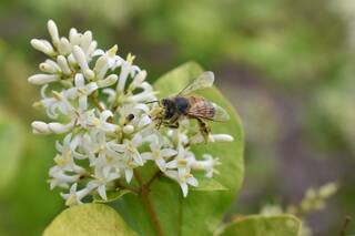 Cuál es la planta trepadora más fácil de cuidar e ideal para el jardín