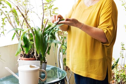 Las plantas ubicadas en interiores necesitan cuidados específicos, y todo parte de un correcto diagnóstico de los problemas que enfrentan