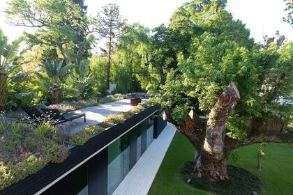 Las plantas usadas en el techo verde son muy agrestes, no requieren mantenimiento y atraen mariposas. El Plectranthus neochilus es la especie que predomina. Un gran acierto fue generar en la terraza espacios de uso tanto diurnos como nocturnos: es al mismo tiempo solárium, lugar de reunión de adolescentes, o de picadas y tragos al atardecer