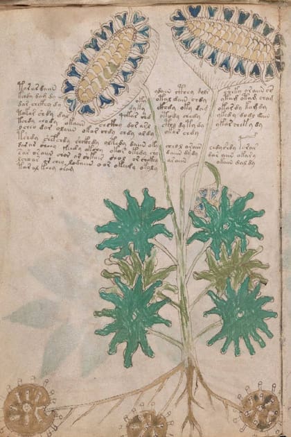 Las plantas y flores que aparecen en el códice Voynich pertenecen más al terreno de la fantasía que de la botánica real