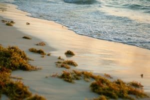 Se viene otra temporada récord de sargazo en las playas