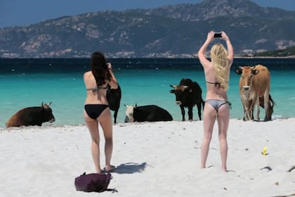 Las playas fueron cerradas durante este verano ante la presencia de los animales