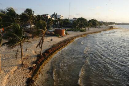 Las playas mexicanas, amenazadas por el sargazo