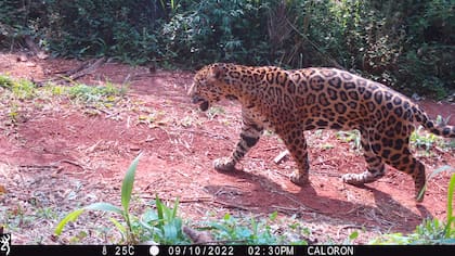 Las poblaciones silvestres están en declive sostenido y los pocos núcleos que subsisten lo hacen aislados