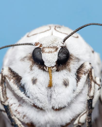 Las polillas se escabullen en el armario y se alimentan de los tejidos de la ropa de origen animal, como la lana