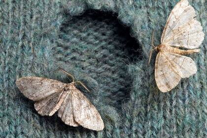 Las polillas se metían por todas partes