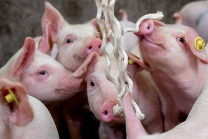 Las políticas de erradicación de la enfermedad pueden variar desde el sacrificio y la repoblación hasta la vacunación y la serología