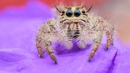 Las potenciales aplicaciones de la seda arcnida son muy variadas.
