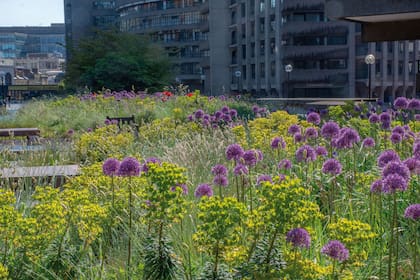Las praderas creadas por Nigel Dunnett en las terrazas aportan frescura, color y movimiento en la arquitectura brutalista de Barbican.