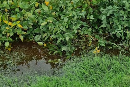 Las precipitaciones ayudan a la soja tardía