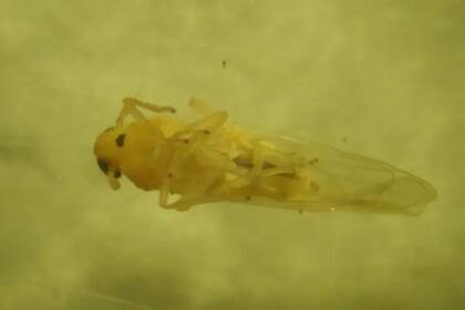 Las primeras apariciones se registraron en las provincias de Santa Fe y Entre Ríos