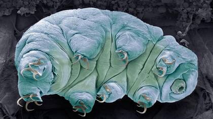 Las primeras formas de vida en colonizar un territorio donde se retiró un glaciar son las más simples.