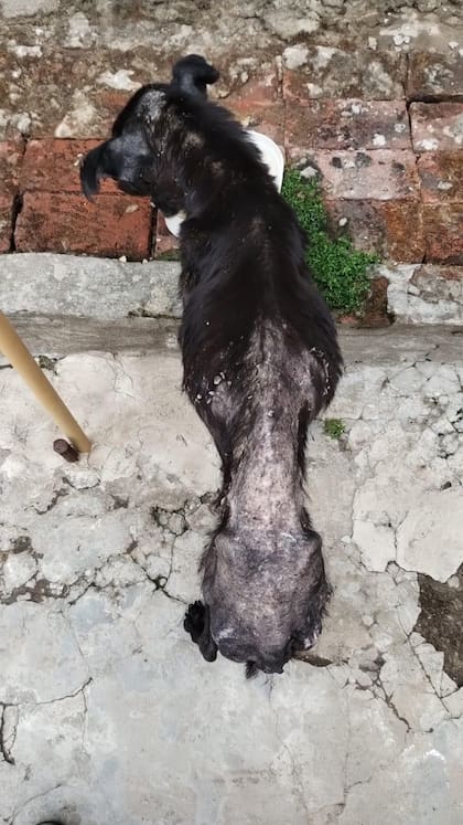 Las primeras horas fueron milagrosas: el perro tomó agua, comió y descansó.