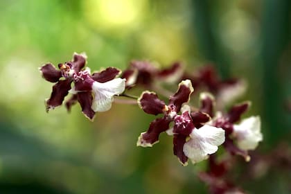 Las primeras orquídeas recién llegaron al Reino Unido desde Java en 1846