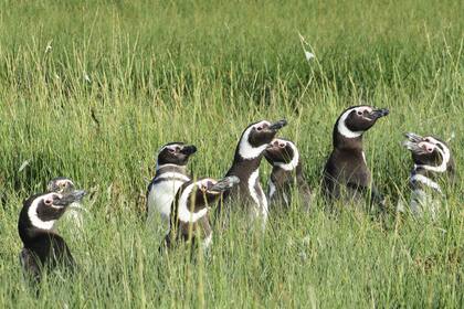 Las primeras parejas reproductivas del pingüino de magallanes arribaron al parque en el año 1991, desde ese entonces la colonia ha incrementado su número hasta superar las 5000 parejas en los últimos censos. La colonia se halla distribuida en tres islotes: Pastosa, Redondo y De Los Pájaros.