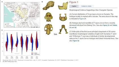 Las principales características de la nueva especie
