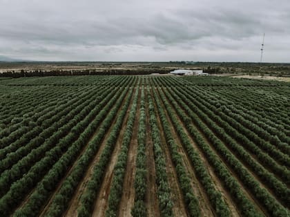 Las principales provincias productoras en cuanto a la superficie de cultivo son: La Rioja, con 26.000 hectáreas; San Juan, que con 18.000 es además el principal productor de Argentina; y Catamarca y Mendoza, ambas con 13.000 hectáreas cada una