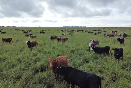 Las producciones agropecuarias y derivados se multiplicaron, contribuyendo así significativamente a la generación de riqueza y bienestar para sus respectivos países