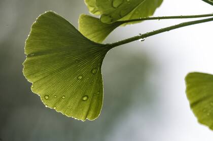 Las propiedades antiinflamatorias de este árbol ayudan a aliviar el dolor