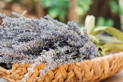 Las propiedades calmantes de la lavanda son famosas