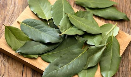 Las propiedades de la hoja de laurel