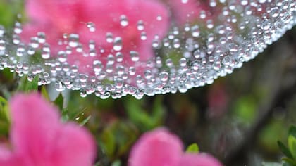 Las propiedades de la seda de araa sorprenden a los cientficos.