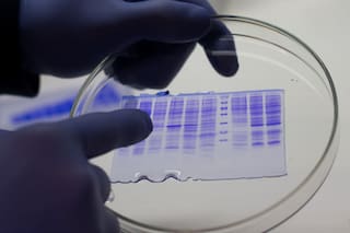 Covid-19. Un laboratorio del agro desarrolló proteínas con potencial antiviral