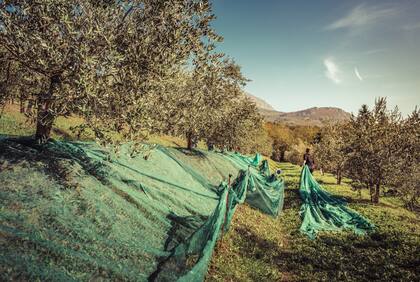 Las provincias con más superficie en plantaciones son: Catamarca, La Rioja, San Juan y Mendoza. También existen siembras en menor escala en Córdoba, Buenos Aires y la Patagonia