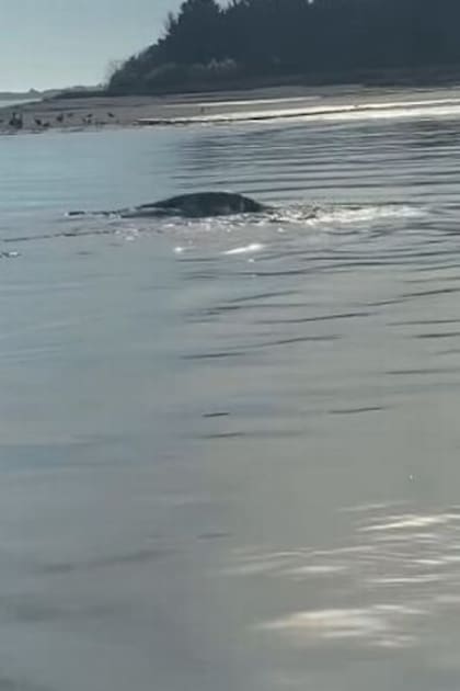 Las pruebas de un supuesto avistaje de Nessie en los Estados Unidos