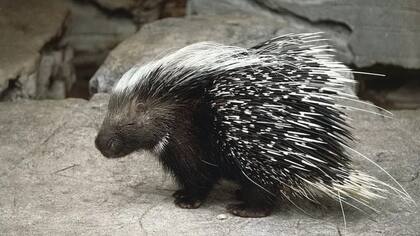 Las púas del puercoespín producen dolorosas heridas, por lo que pocos animales se atreven a atacarlo