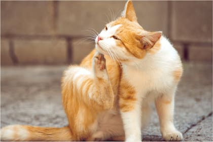Las pulgas suelen llegar a las casas a través de las mascotas