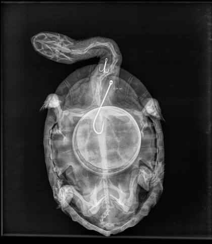 Las radiografías mostraron que la tortuga rescatada presentaba dos anzuelos: uno en el esófago cervical y otro de mayor tamaño, que afectaba la porción del esófago dentro del caparazón.