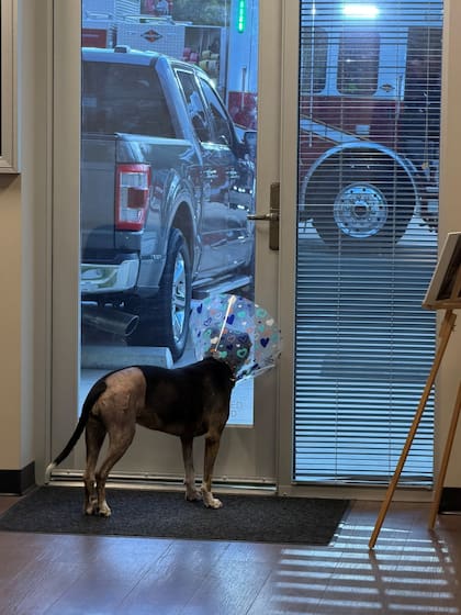 Las radiografías mostraron una fractura de pata que requería cirugía.