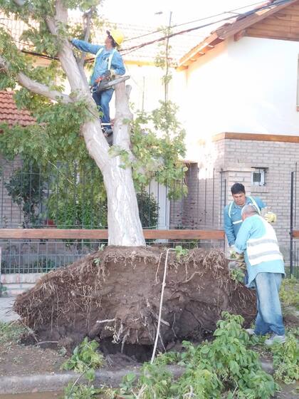 Las ráfagas de más de 100km/h provocaron la caída de árboles en Cipolletti