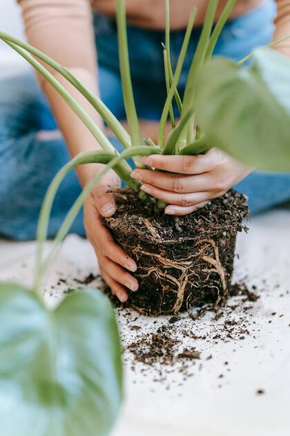 Las raíces de una planta sana deben ser blancas y firmes.
