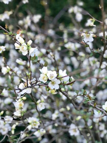 Las ramas cargadas de flores y pimpollos del membrillero de jardín son buenas aliadas en el invierno para armar ramos, solas o combinadas con laurentino, por ejemplo
