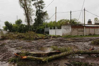 Las ramas de eucalipto que cayeron y mataron a una mujer en Moreno, en el conurbano bonaerense