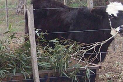 Las ramas de eucaliptus tuvieron ±30% de materia seca, ±10% de proteína bruta, ±45% de digestibilidad de la materia seca, ±42% de fibra detergente neutra, ±16% de lignina y ±10% de azúcares solubles