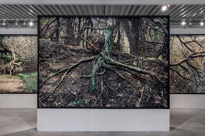 Las ramas son, según Mondongo, una “metáfora de las posibilidades que residen en el deseo”