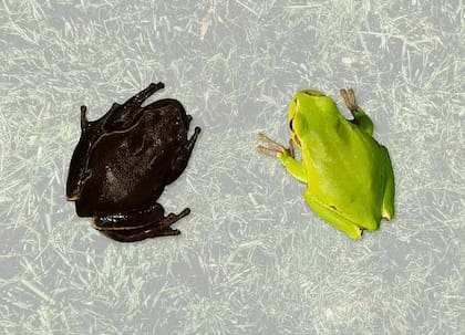 Las ranas arbóreas pasaron de ser verdes a negras