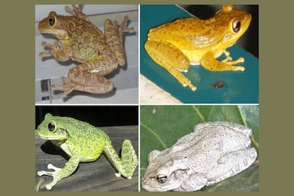 Las ranas arborícolas cubanas adultas varían mucho en color y patrón.
(Crédito Ted Orht - Steve A. Johnson, UF/IFAS)