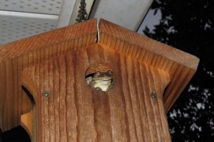 Las ranas arborícolas cubanas usan pajareras y cajas nido para esconderse. (Crédito: Steve A. Johnson, UF/IFAS)