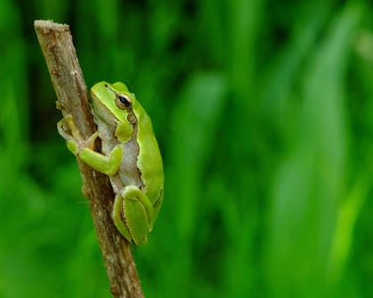 Las ranas arborícolas también se modificaron a partir de la radiación